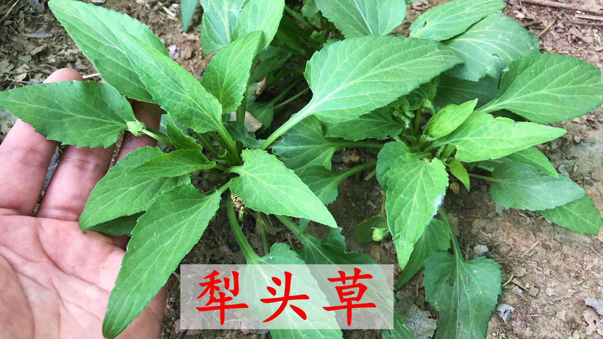 犁头草的功效与作用