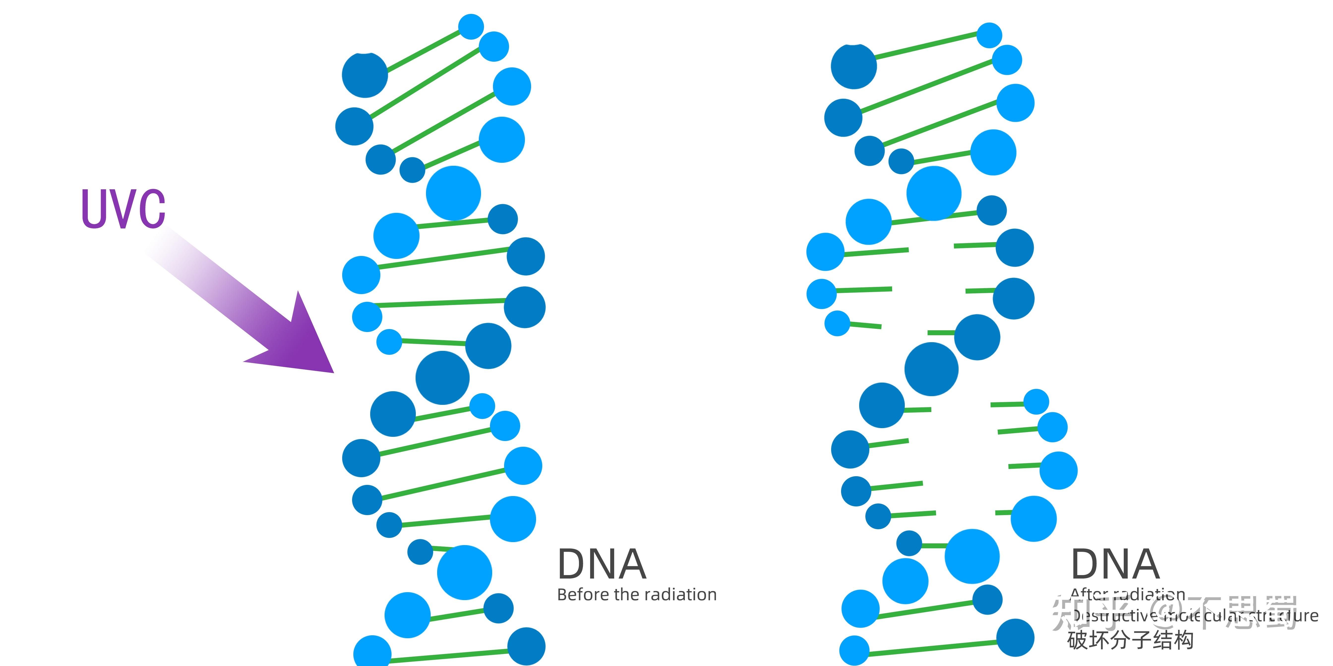 DNA的概念是什么,dna的概念是什么时候提出的