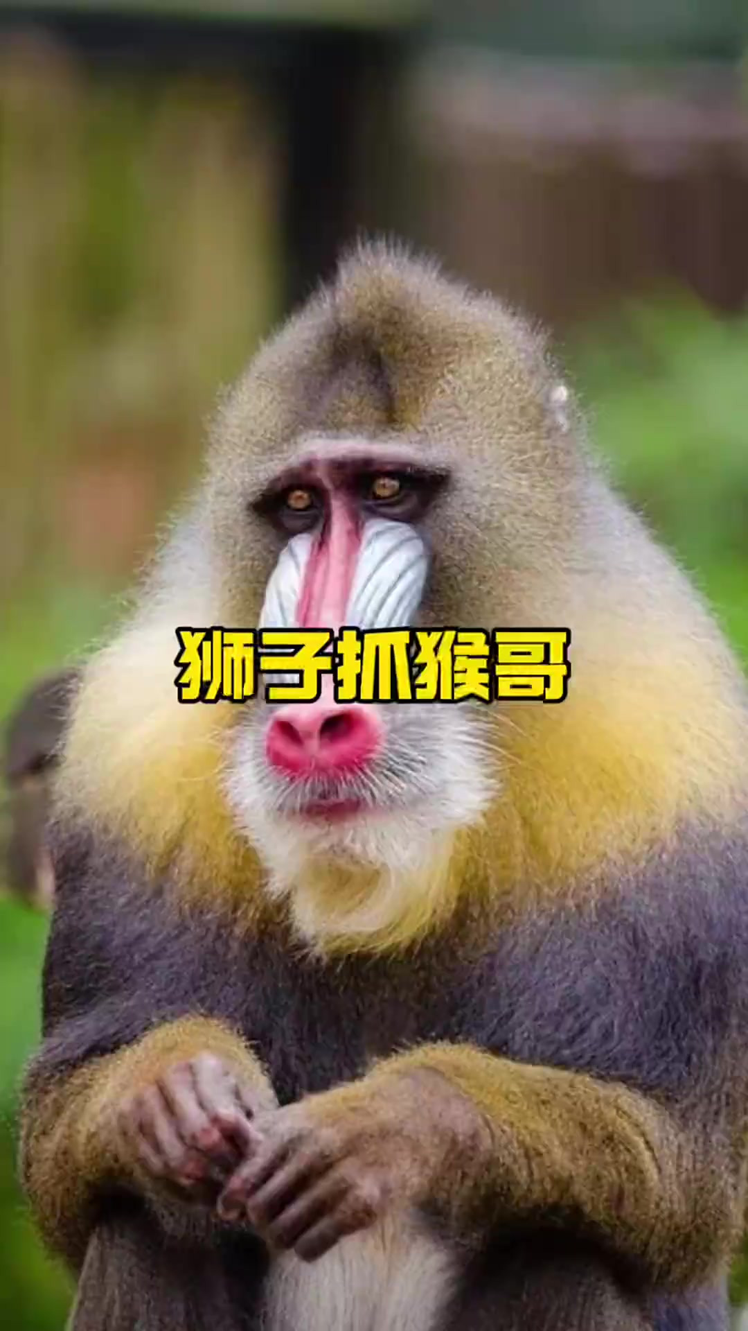 猴子拿棍子打狮子照片富贵险中求,