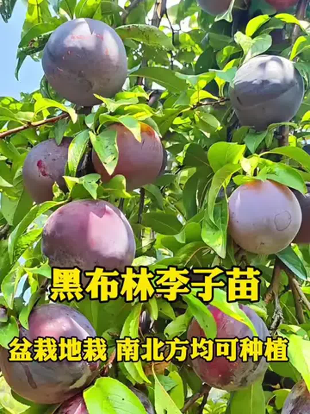 2025年9月11日 第15页