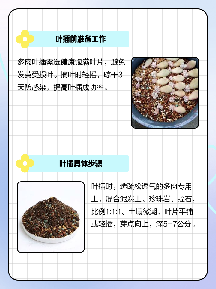 多肉植物叶插方法,多肉叶插有几种方法