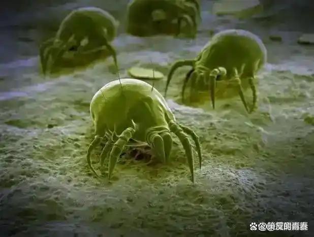 螨虫太阳晒多久才能杀死,螨虫太阳晒多久才能杀死呢
