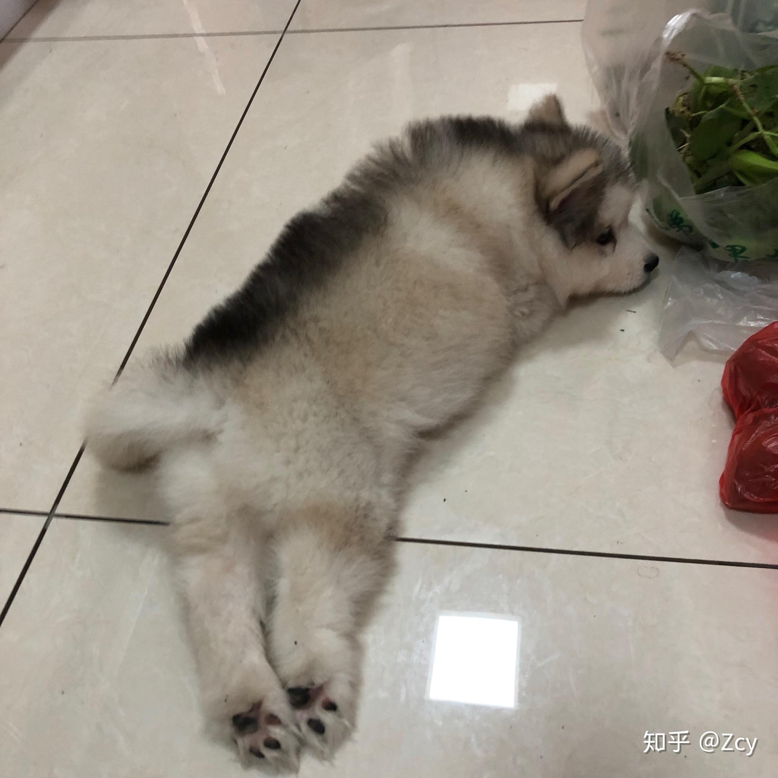 阿拉斯加可以穷养么?看完这些再仔细想想,