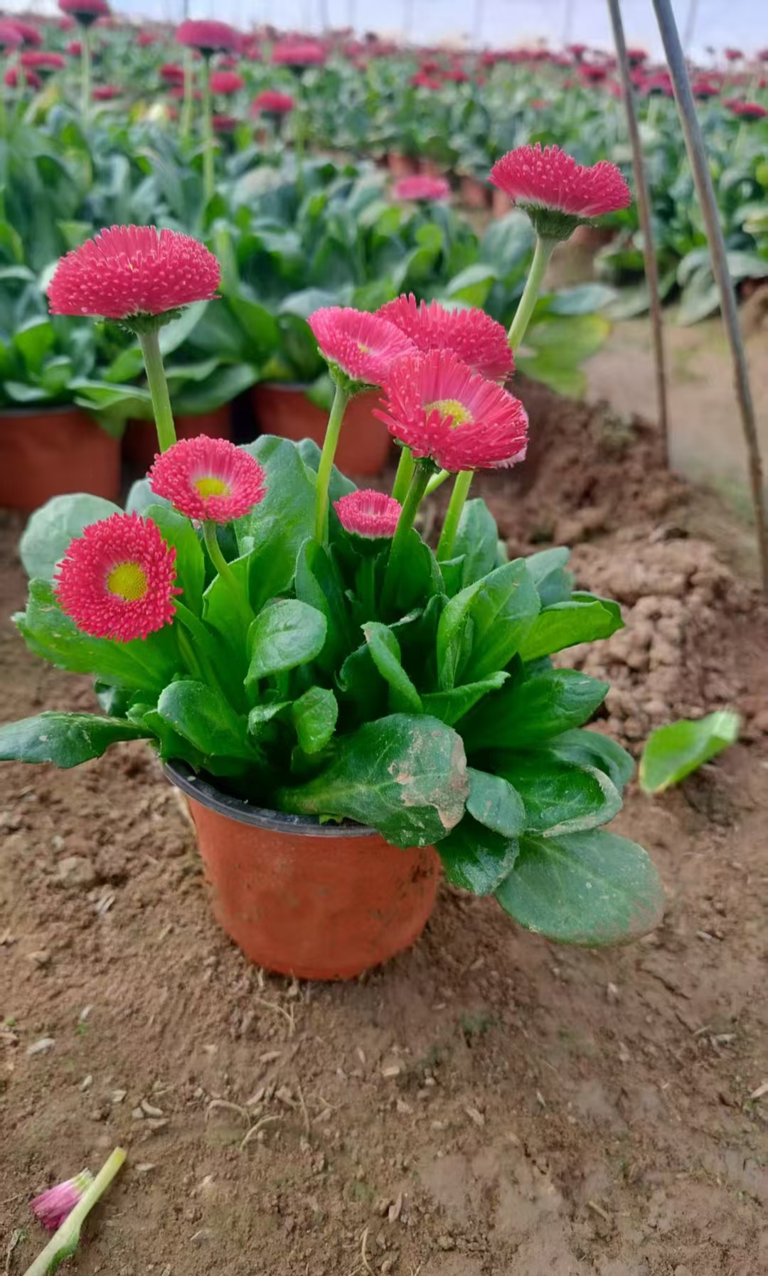 小雏菊的简介,小雏菊简介知识