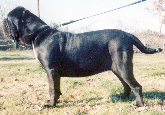 纽波利顿属什么犬,纽波利顿犬多少钱一条