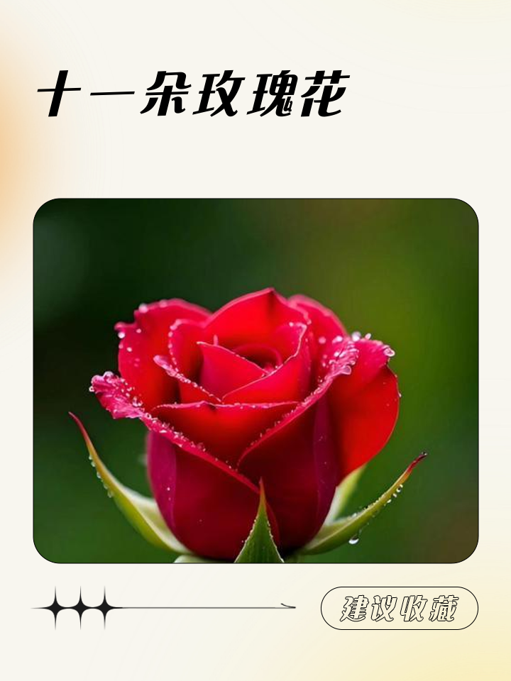 11朵玫瑰花代表什么意思,男生一般送什么人11朵玫瑰花