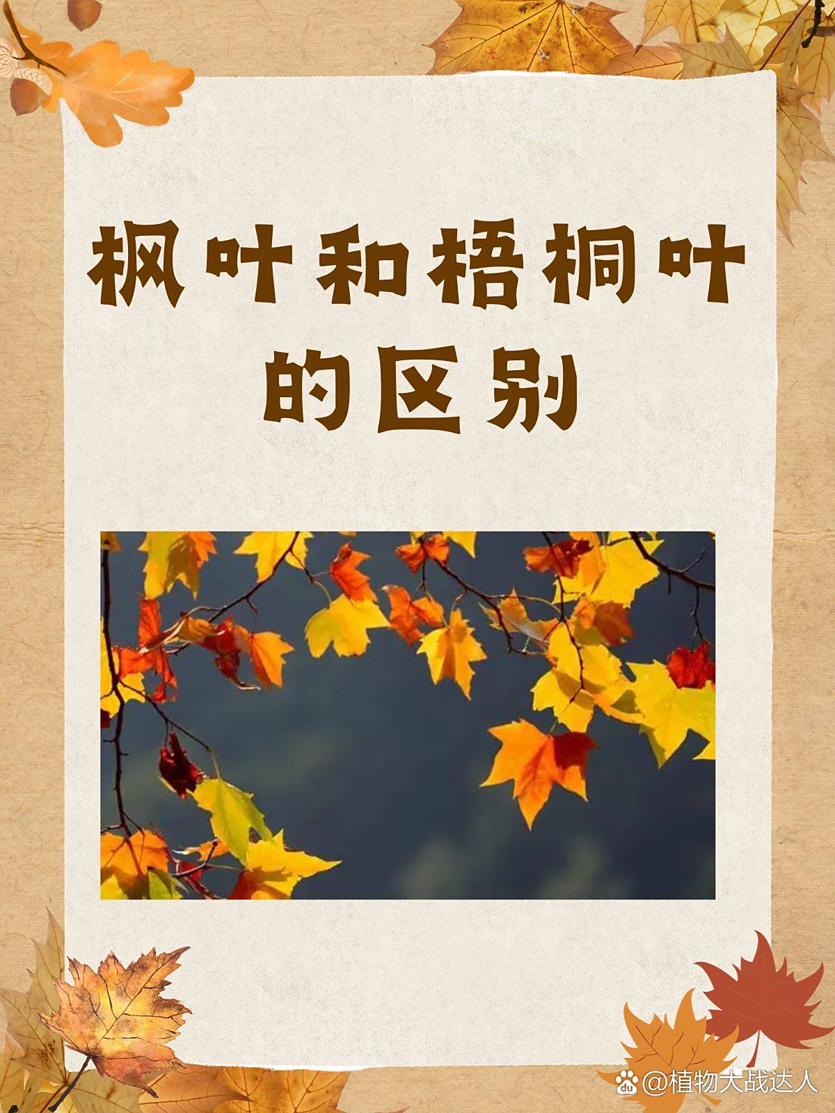 枫叶的外形特点和形状,枫叶的外形特点和形状作文