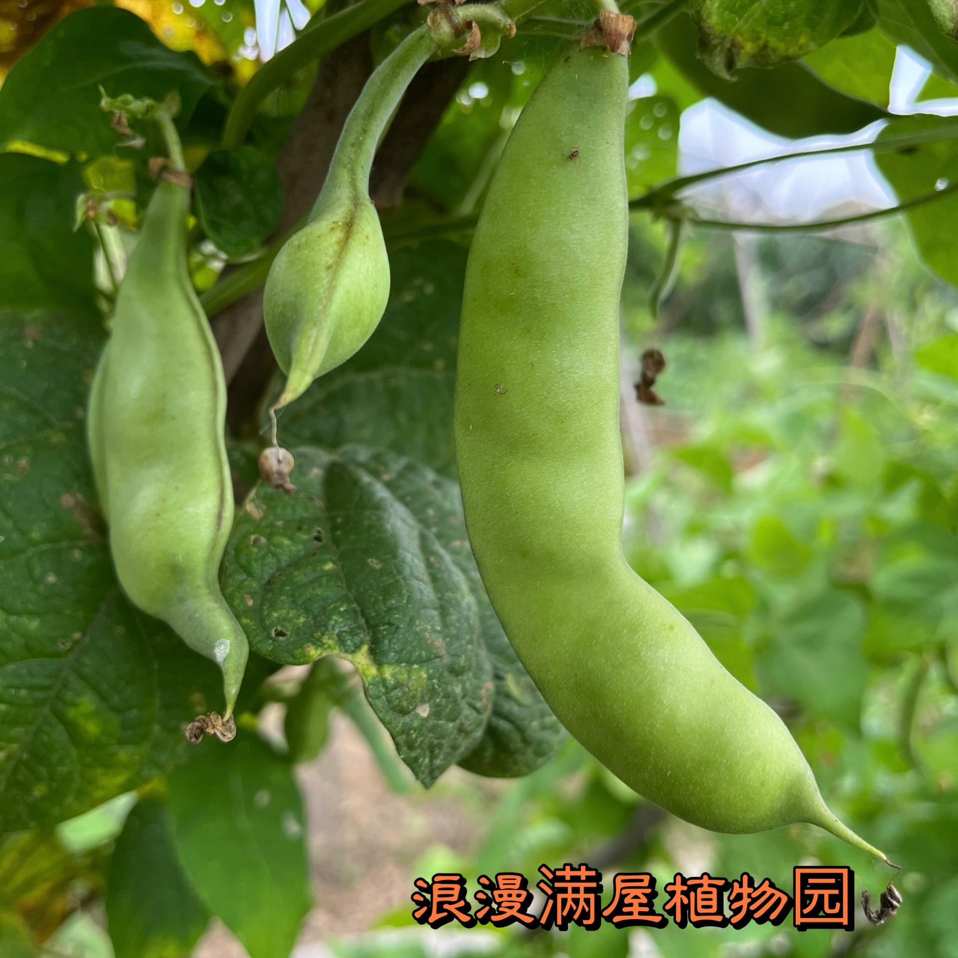 芸豆和四季豆的区别是什么,芸豆和四季豆的区别是什么图片