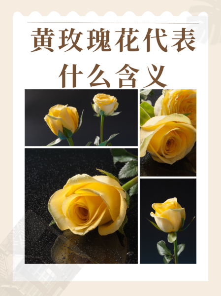 玫瑰花的意义,玫瑰花的意义象征