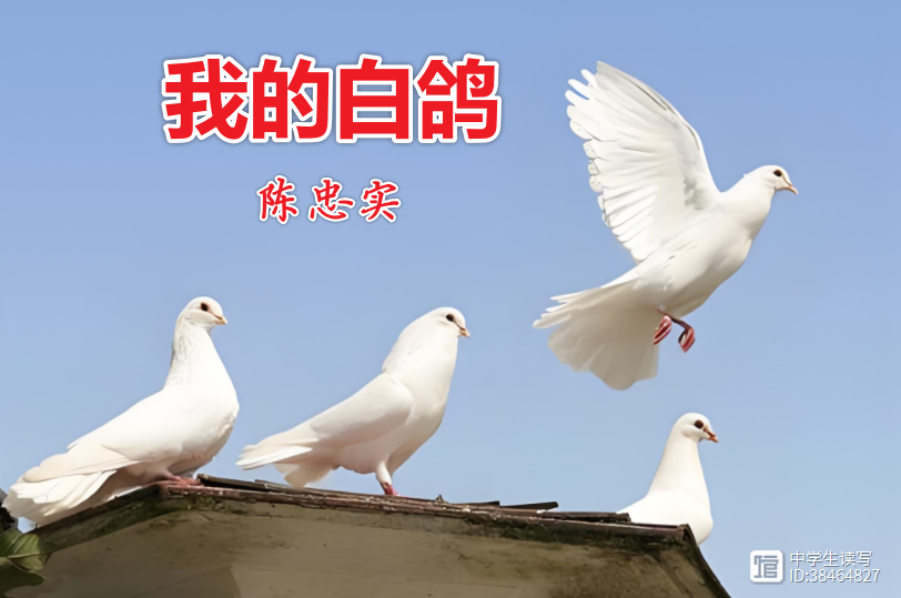 和平鸽的创作者是谁啊,