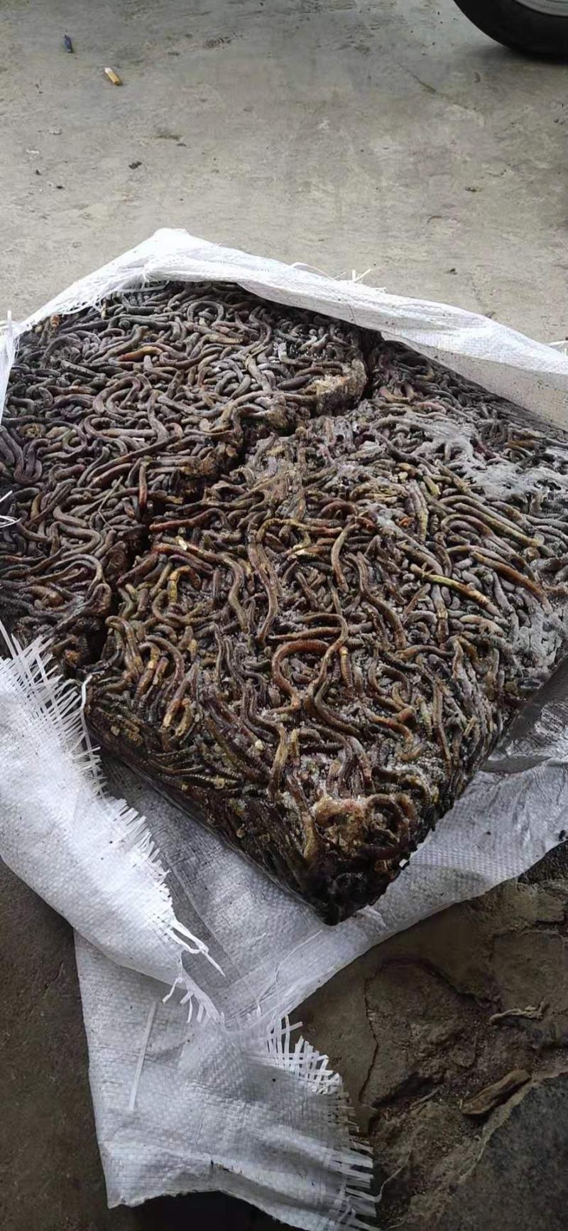 几亩能收一吨干蚯蚓,干蚯蚓收购价多少钱一公斤