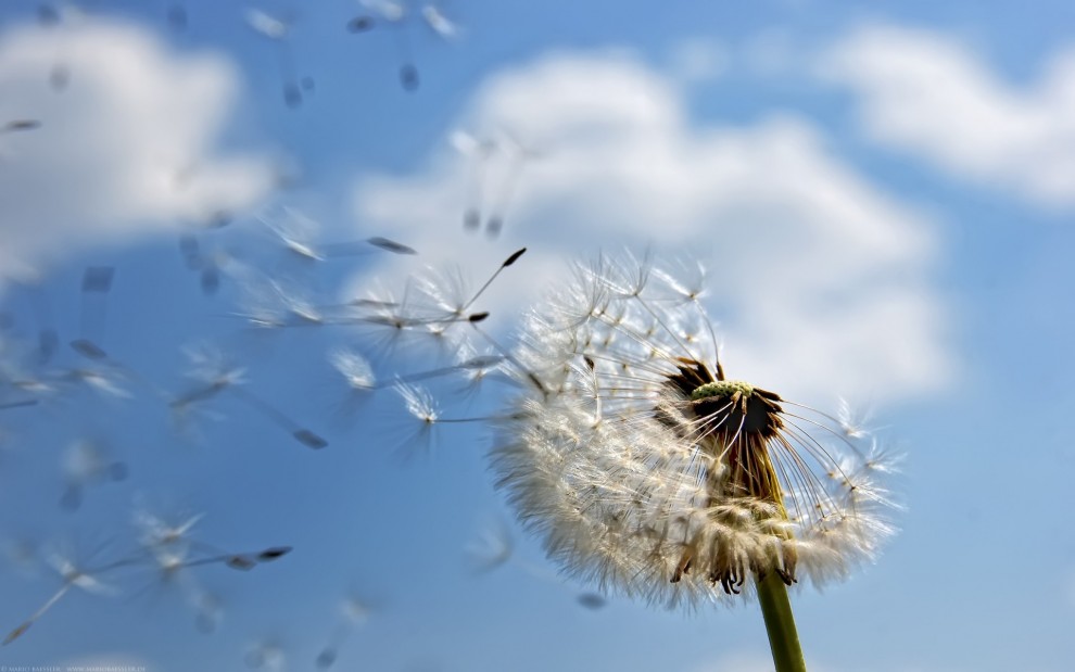 seeds什么意思,seeds是什么意思怎么读