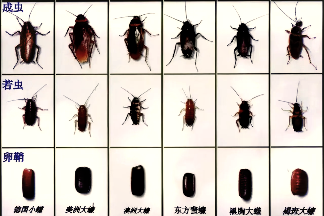 蟑螂幼崽是什么样子的,蟑螂幼崽是什么样子的图片