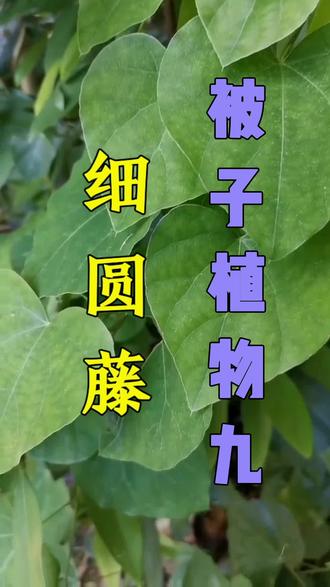 被子植物有哪些植物,被子植物?