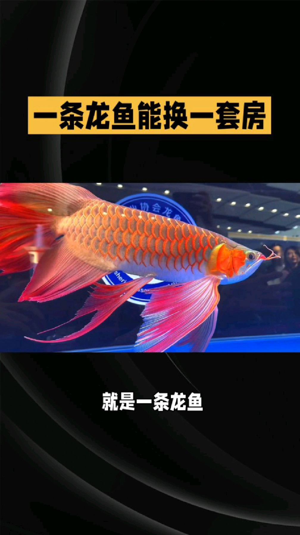 金龙鱼拍卖1000万,2021金龙鱼估值合理价格区间
