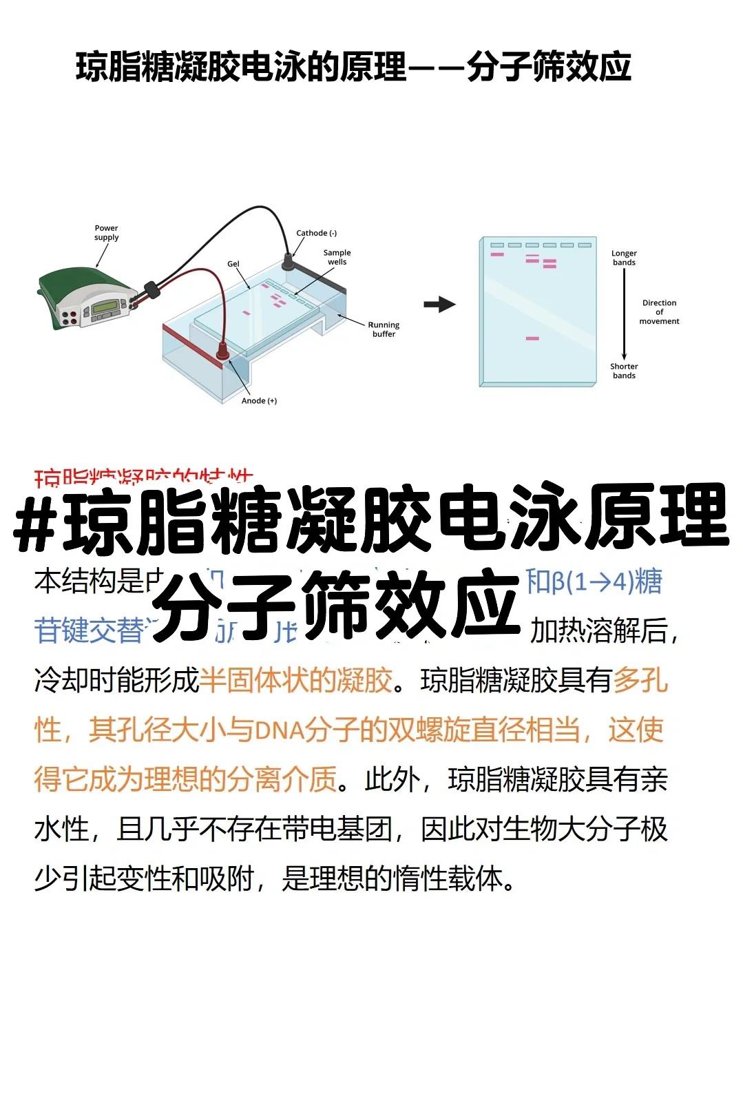 电泳原理电泳的基本原理,电泳的工作原理及临床应用