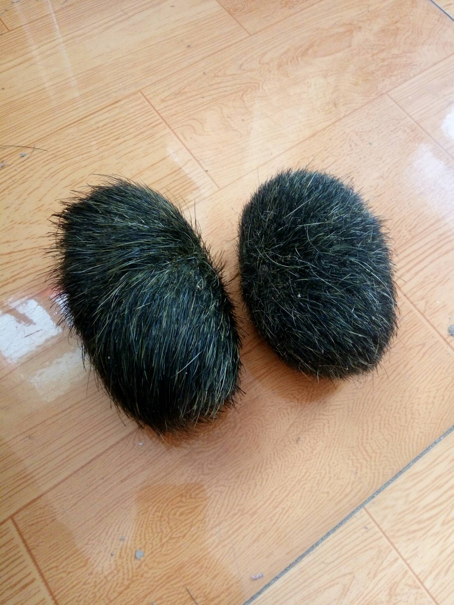 猪宝是什么,猪宝是什么样的图片 价格查询
