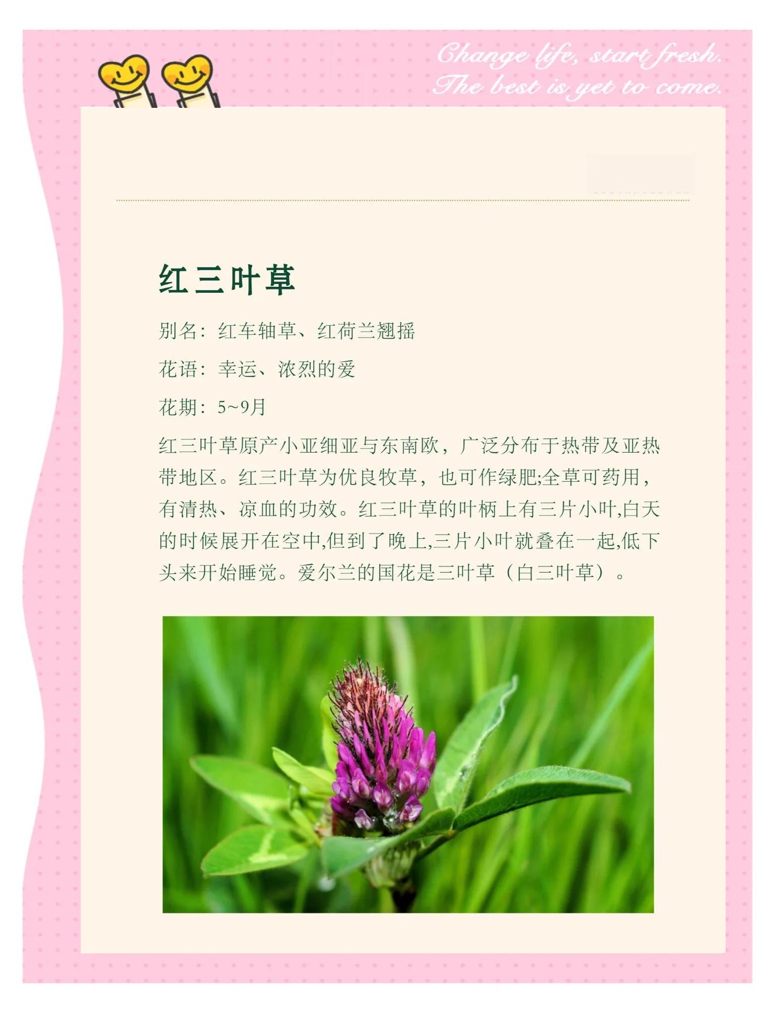 三叶草四叶草寓意,三叶草跟四叶草象征什么