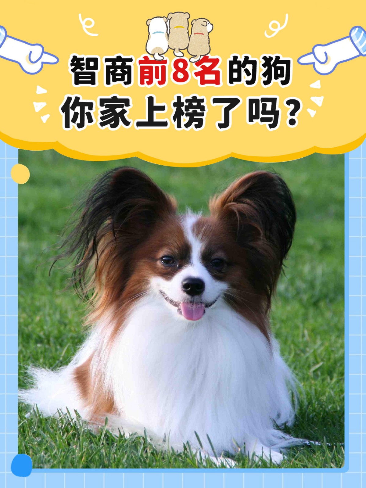 牧羊犬是什么狗,牧羊犬是什么狗狗