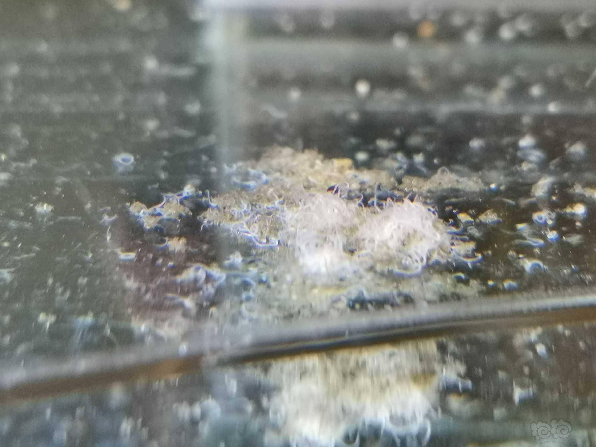 鱼缸出现白色线虫,鱼缸出现白色线虫怎么办?怎么预防再次滋生?
