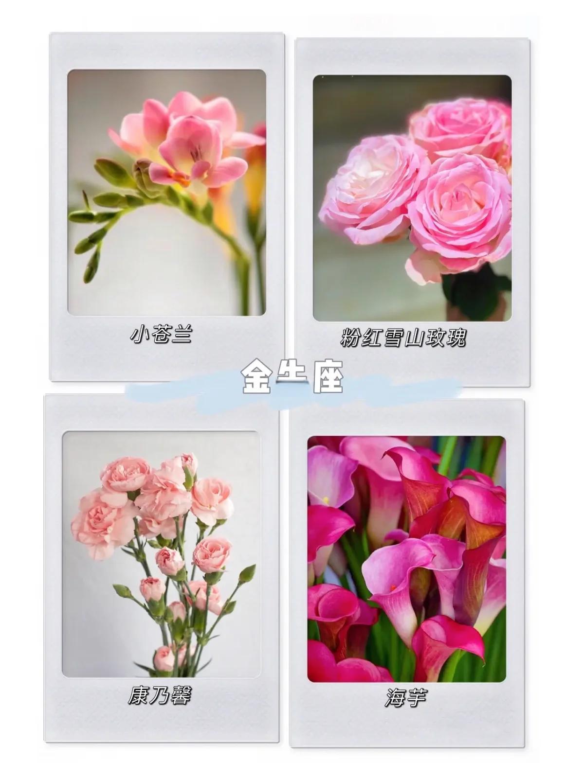 十二星座花及花语,十二星座的花名是什么