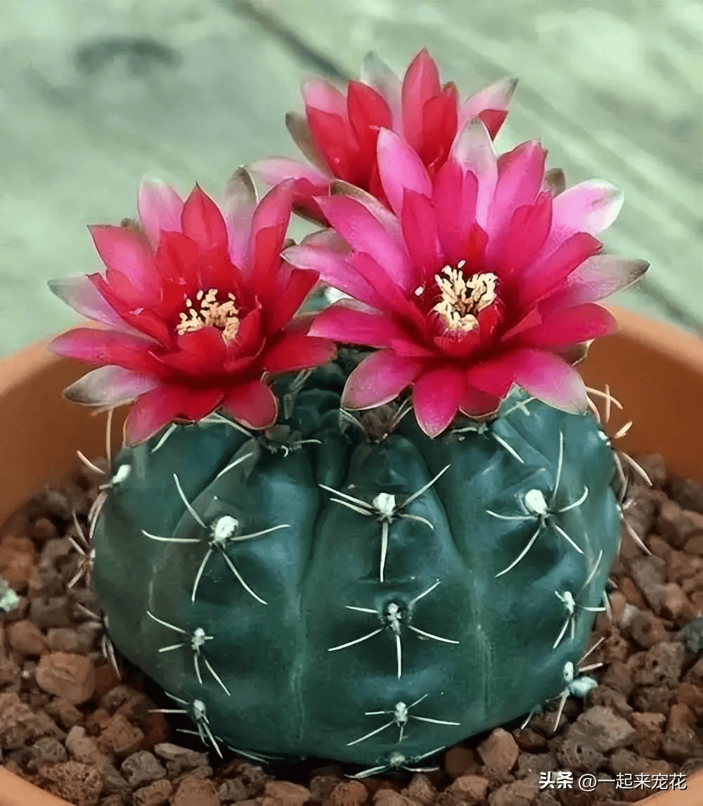 阳台里必养的8种花,阳台里必养的8种花卉