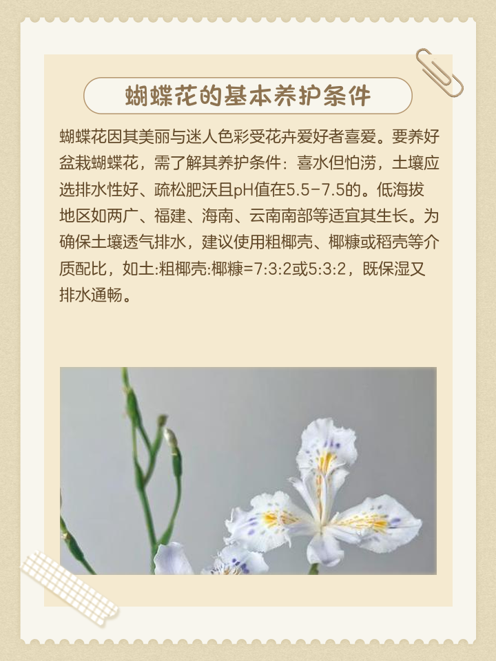 蝴蝶花的花语,蝴蝶花的花语和传说