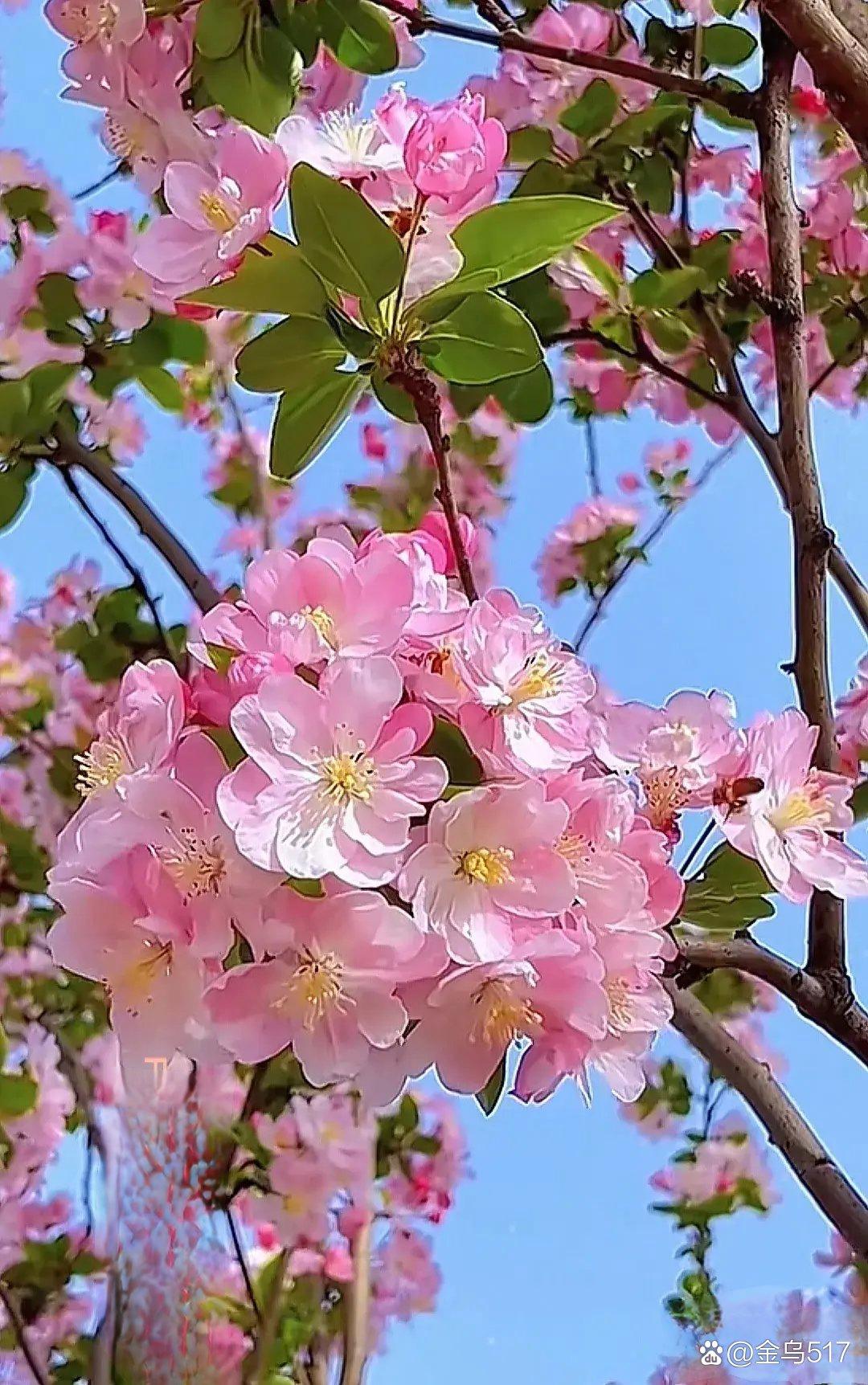 桃花开花时间,桃花开花时间什么季节