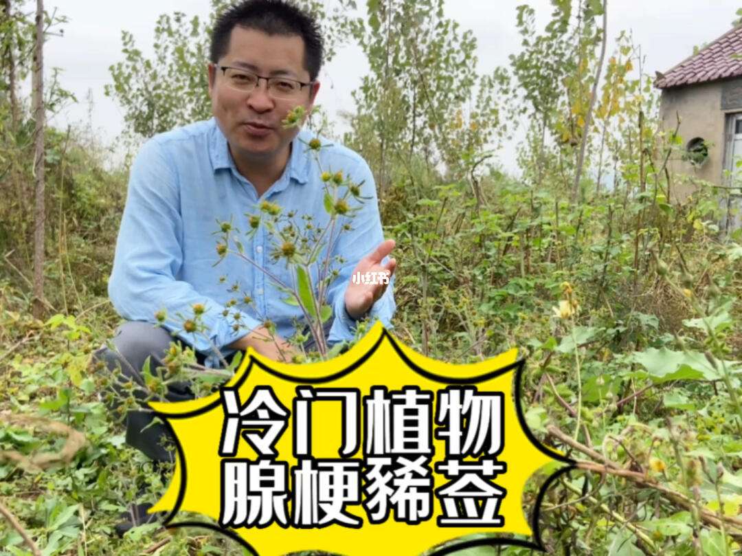 好听且冷门的中药名泽奇,100个好听且冷门的中药名