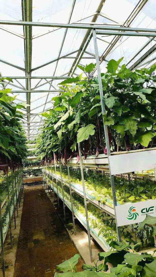 蔬菜种子批发市场在哪里有,蔬菜种子批发市场在哪里有卖的