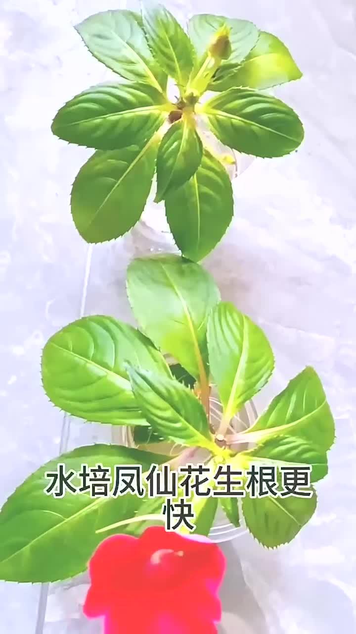 凤仙花怎么种,凤仙花怎么种?