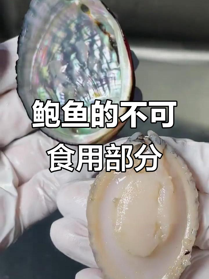 如何处理鲍鱼肚子,鲍鱼的肚子没有弄掉可以吃么