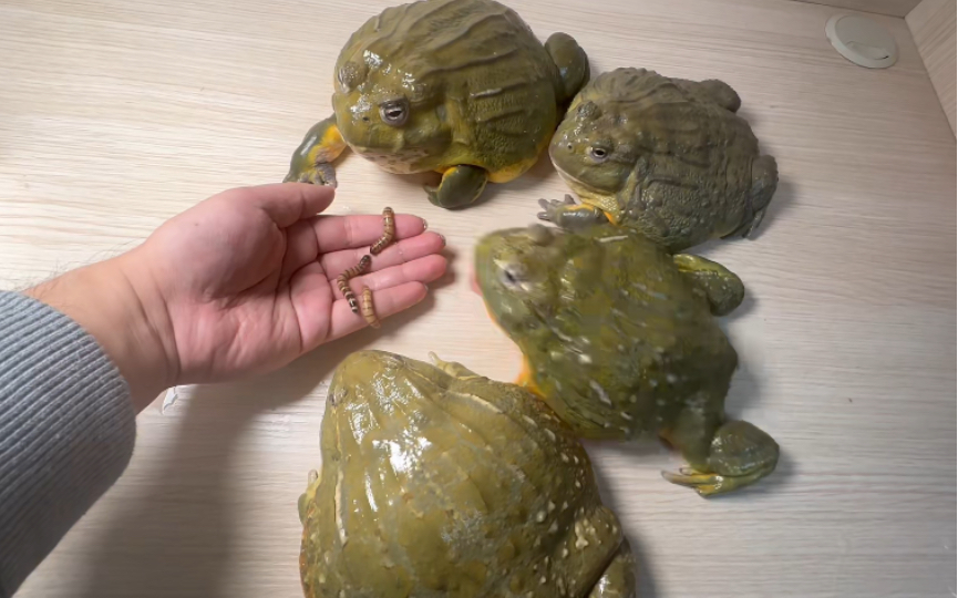 什么动物吃虫子,什么动物吃虫子的
