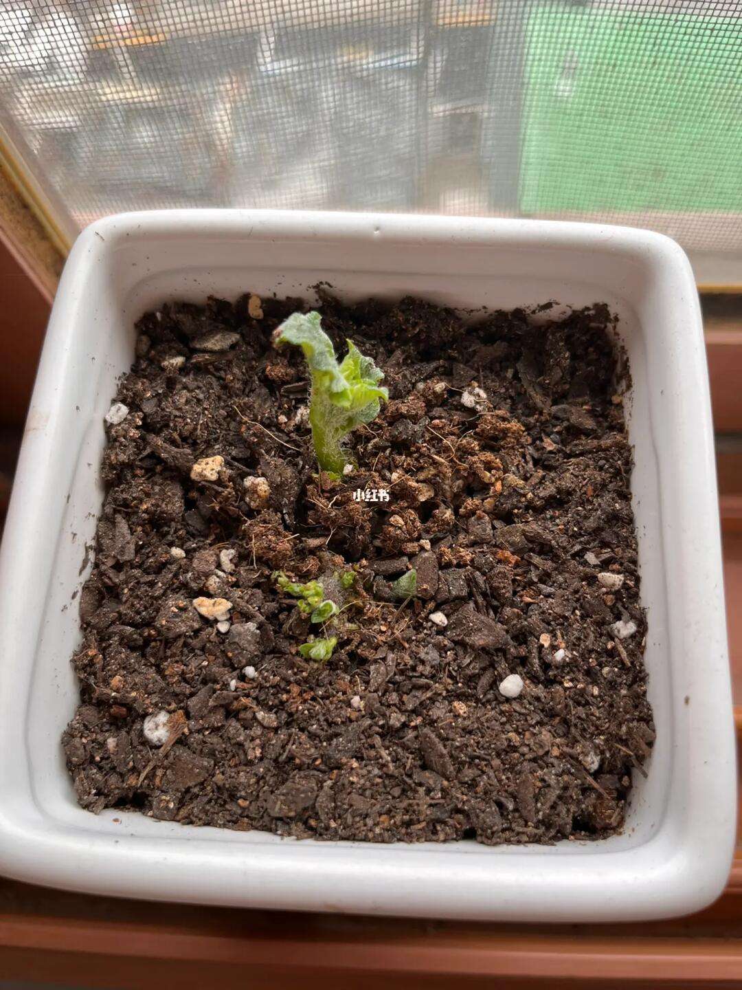 土豆什么样才算发芽,土豆怎么样才算是发芽了