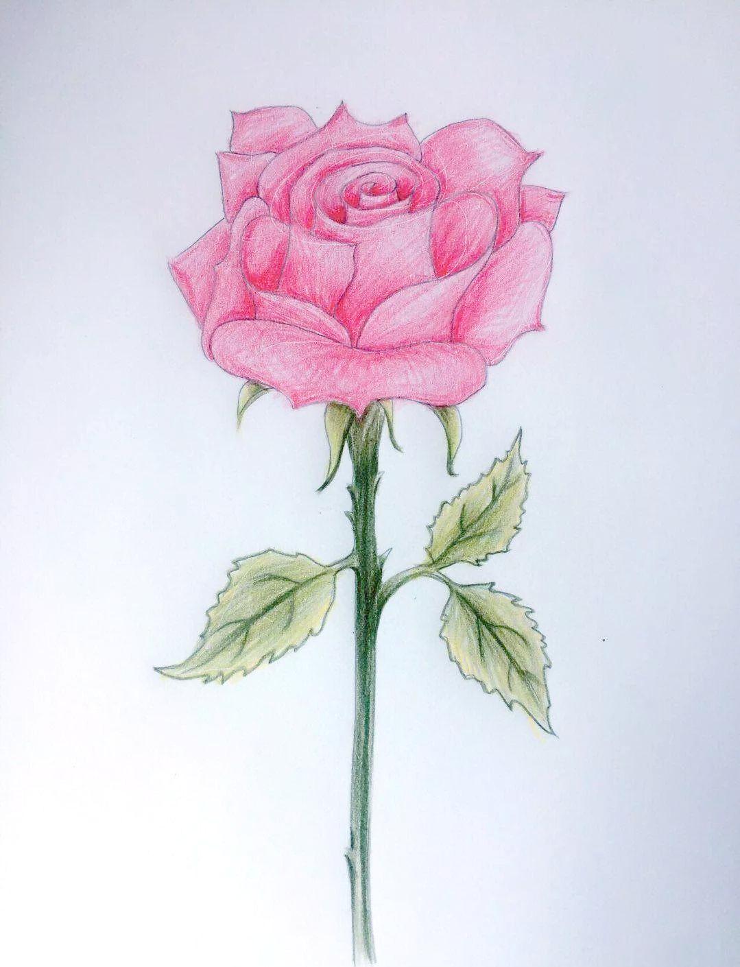 玫瑰花简笔画图片,玫瑰花简笔画图片大全大图