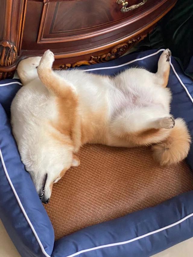 动物怎么睡觉的,十二动物的睡觉姿势