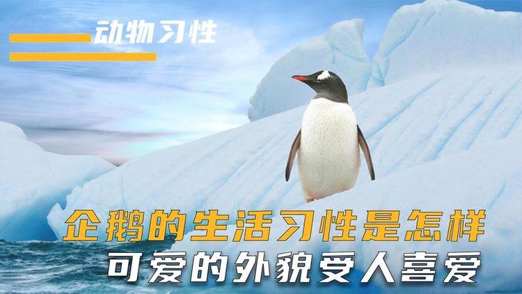 企鹅的生活习性