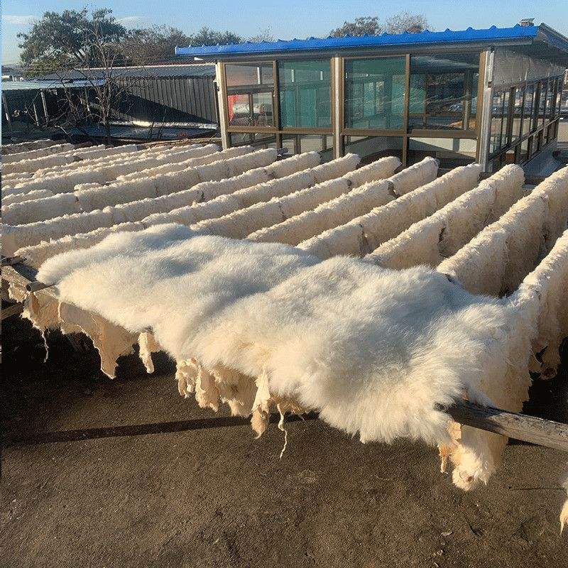 褥羊毛什么意思