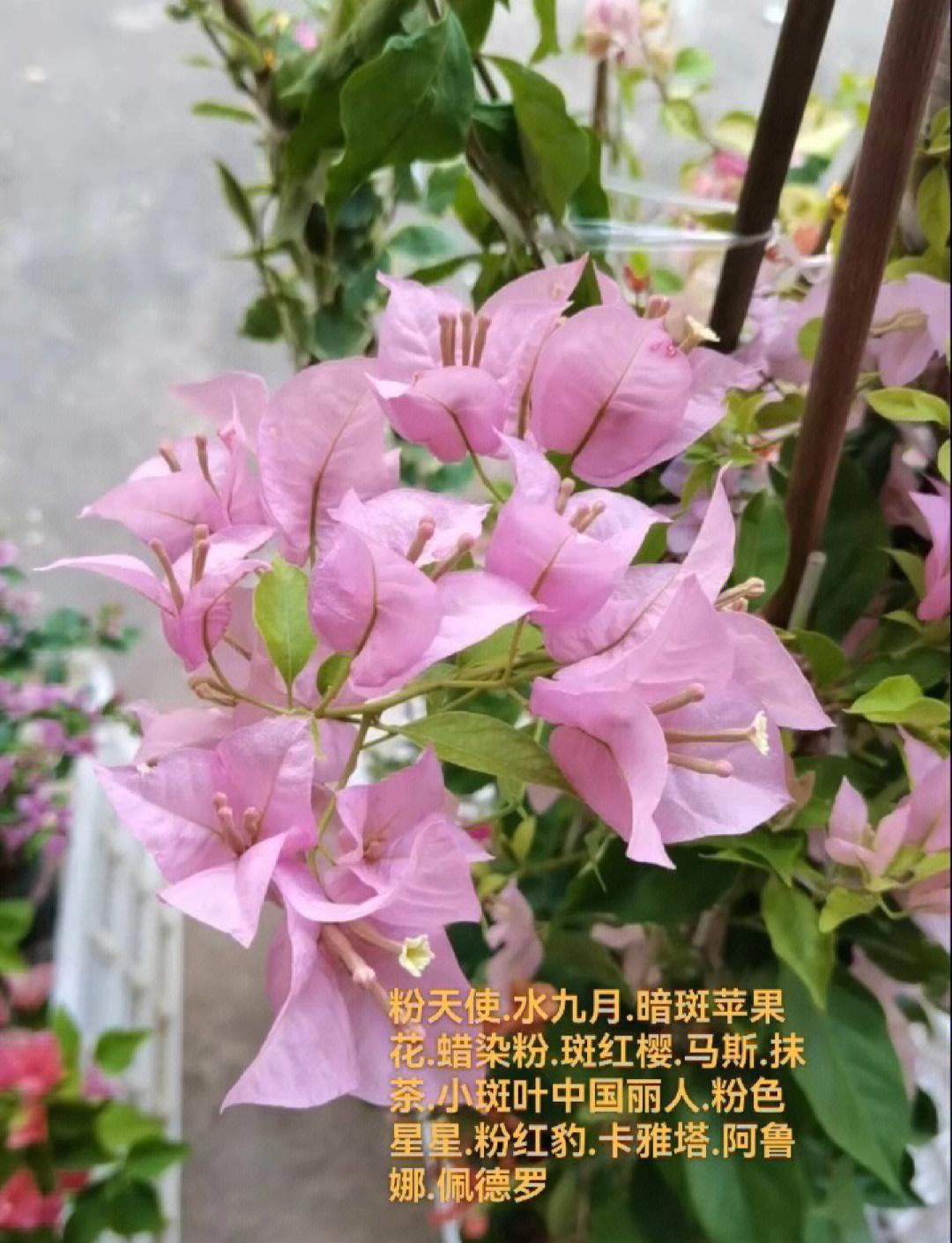 粉红色代表什么