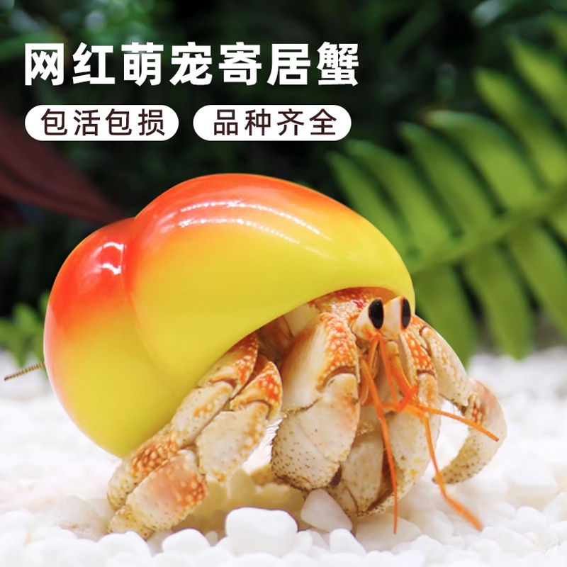 怎么养淡水寄居蟹