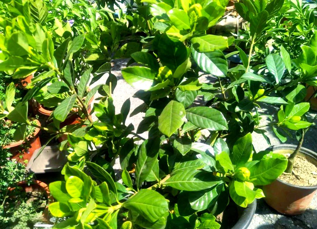 栀子花冬天怎么养殖,栀子花冬季的养殖方法和注意事项有哪些