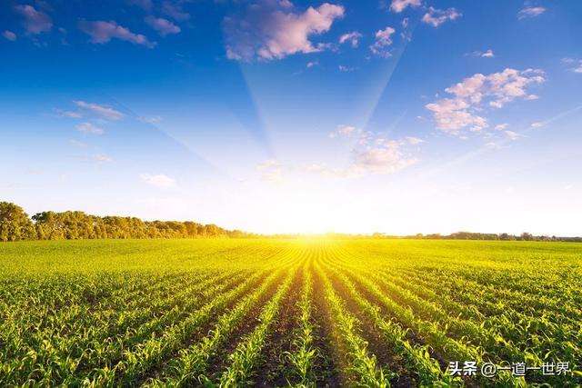 野蛮生长什么意思,野蛮生长的另一种意思