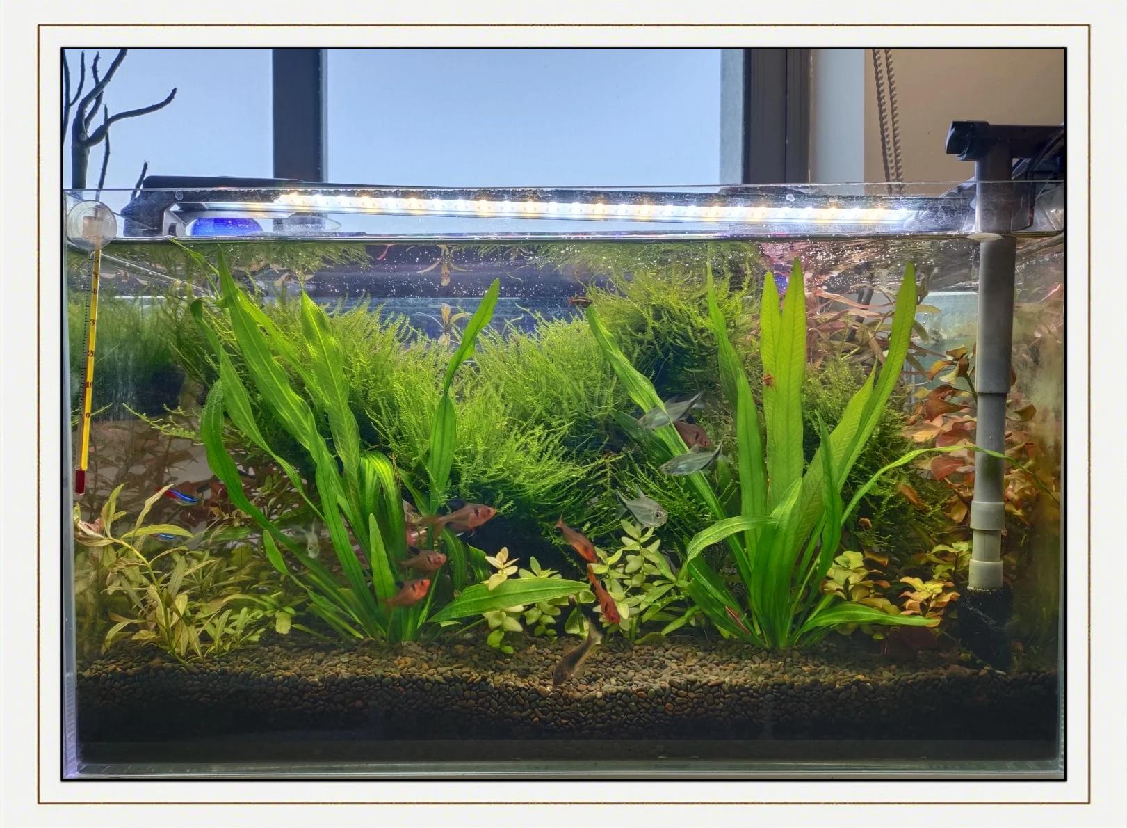 莫斯水草怎么养,莫斯水草怎么养才能更漂亮