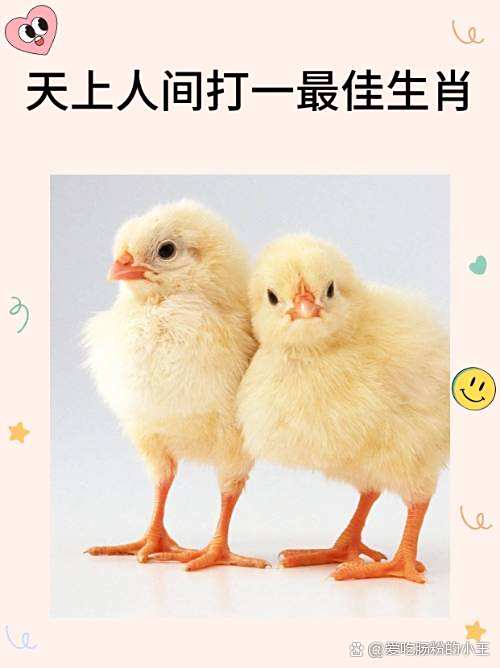鸡配什么生肖最好