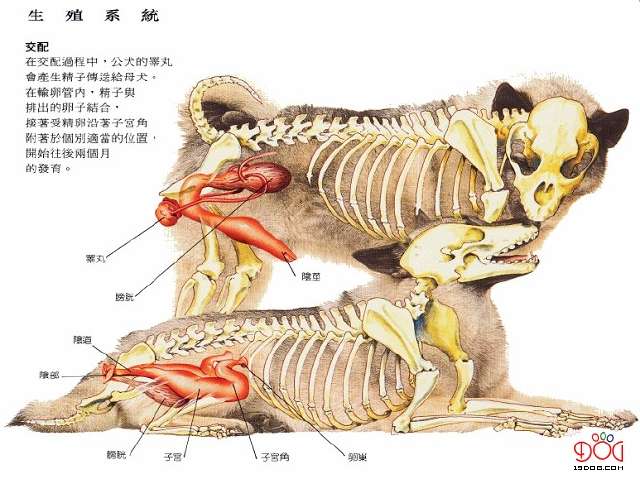 生殖腔和成结是什么？
