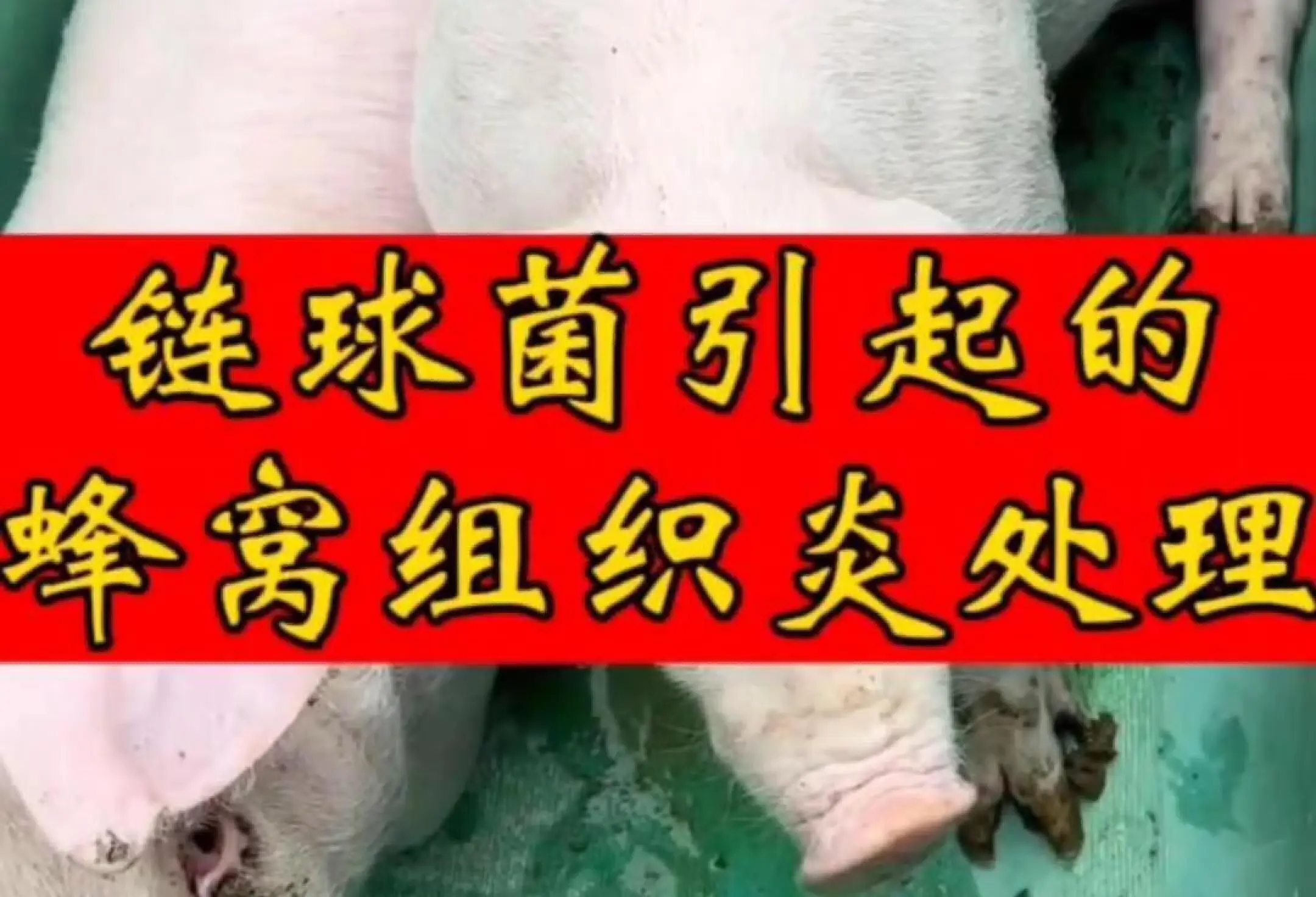 嗜热链球菌的危害,嗜热链球菌的危害图片