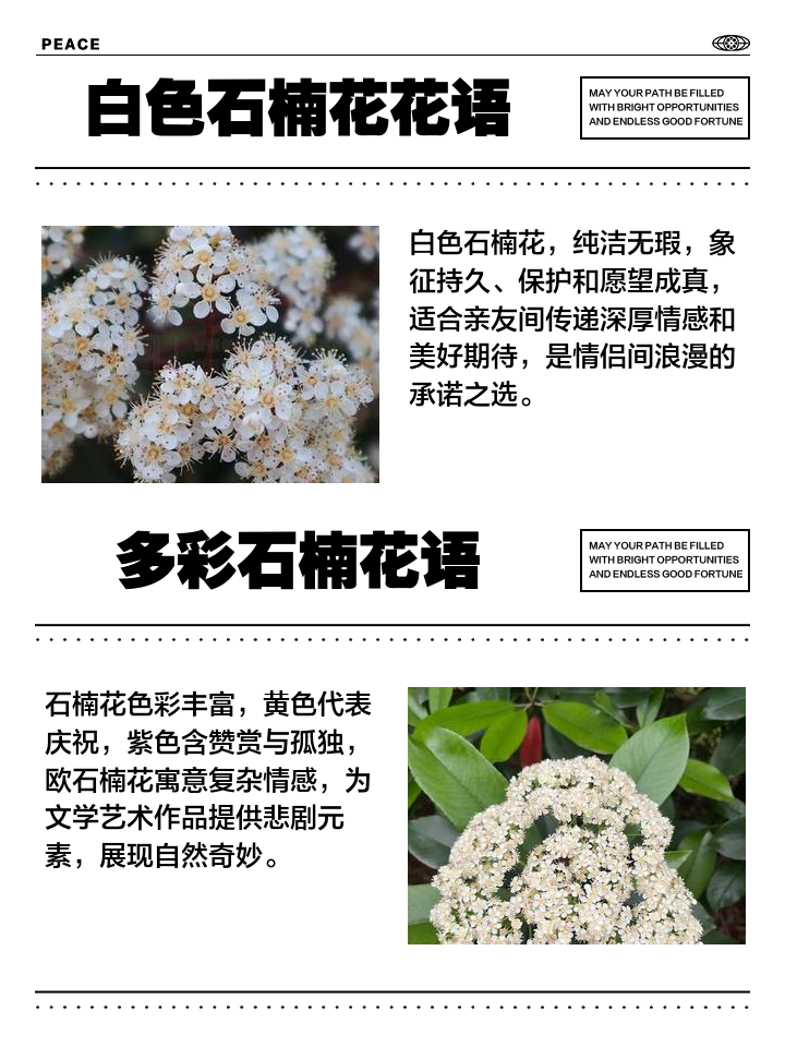 石楠花的花语