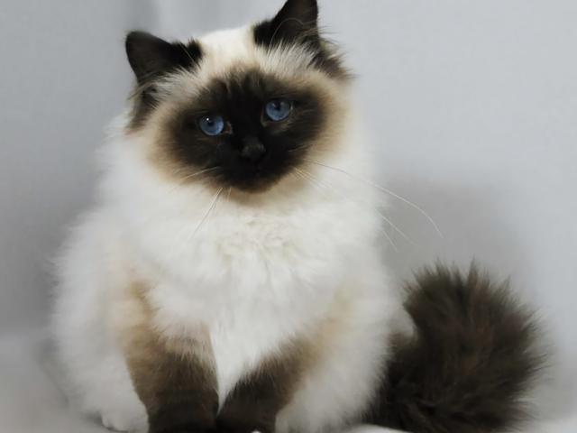 喜马拉雅猫怎么样？