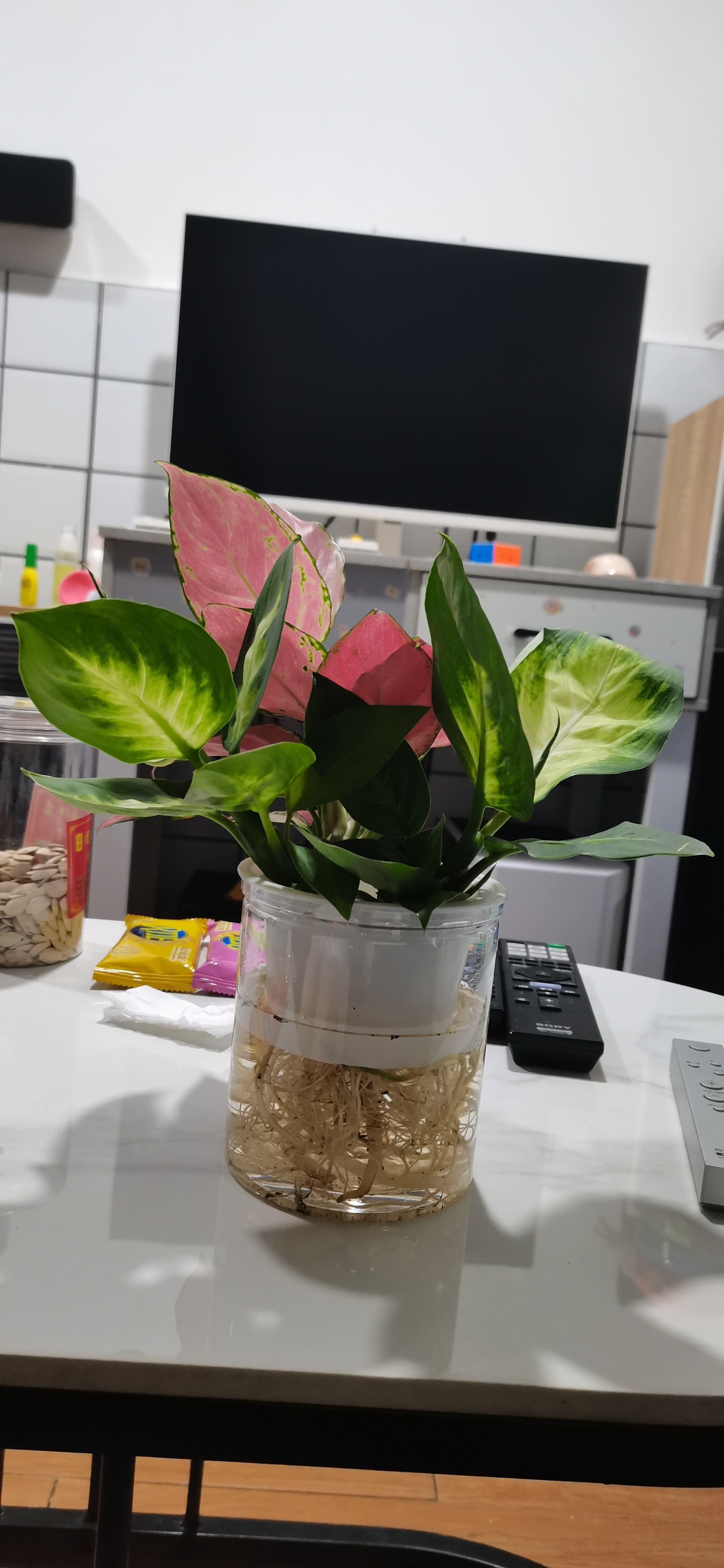 银皇后和万年青的区别是什么,银皇后万年青的养殖方法和注意事项