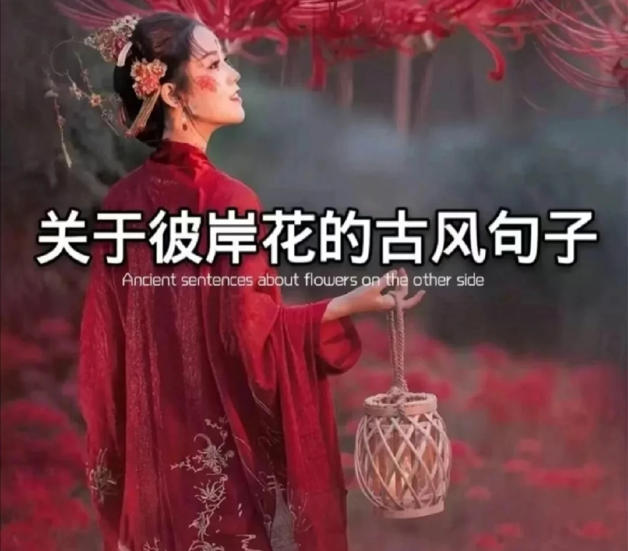 关于彼岸花的古风句子,关于彼岸花的古风句子唯美